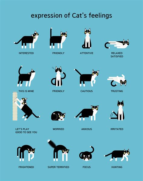 Pin By Laurie Terpstra On Pets Cat Language Cat Facts Cat Body