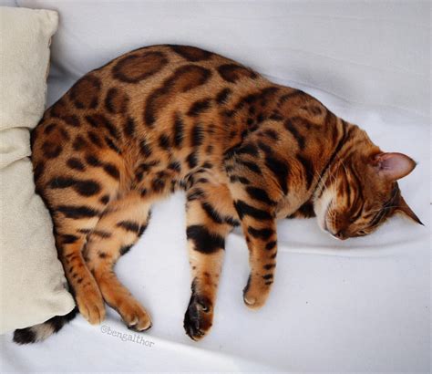 25 Gorgeous Bengal Cat Breed Pictures That Took The Internet By Storm