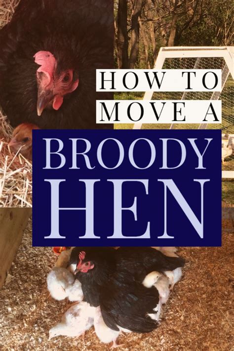6 Tips To Move A Broody Hen Without Disrupting Her Brooding · Hawk Hill