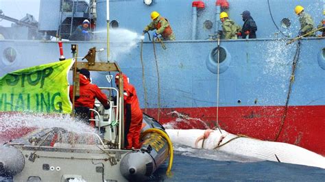 Japan To Resume Whaling In Antarctic Despite Court Ruling Bbc News