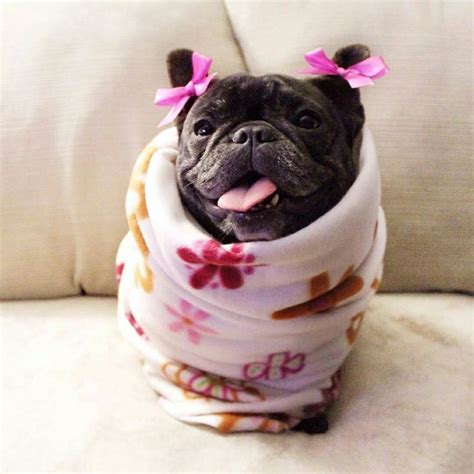 Best 25 Funny French Bulldogs Ideas On Pinterest French Bulldog