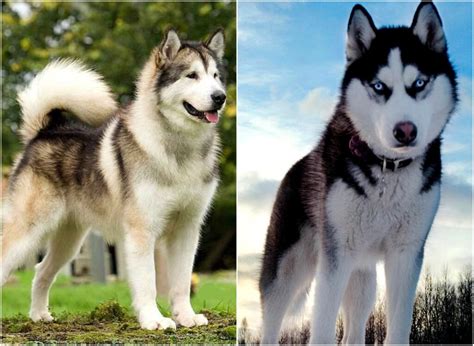 Animalepierdute Care Sunt Diferențele Dintre Un Husky Siberian și Un