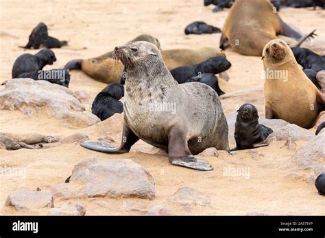 South African Fur Seal Female With Her Baby At Cape Cross Seal Reserve