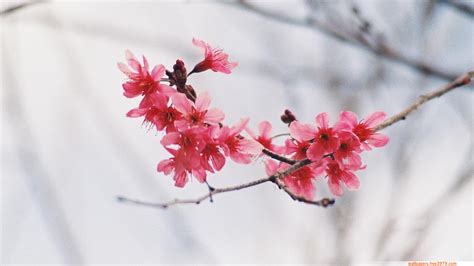 20 Asian Cherry Blossom Flower Wallpapers Wallpaper Free 3979