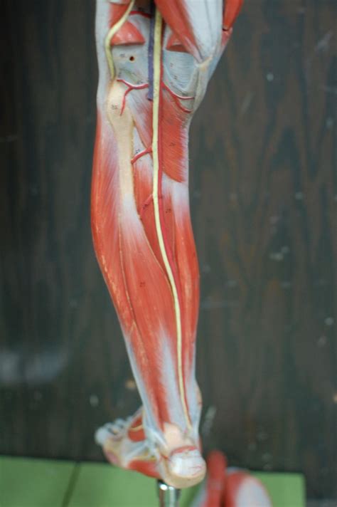 Human Anatomy Lab Muscles Of The Leg