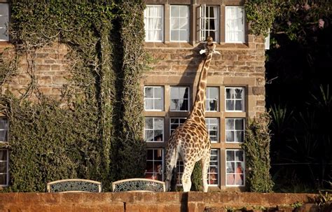 Lodge Review Giraffe Manor Kenya Discover Africa Safaris