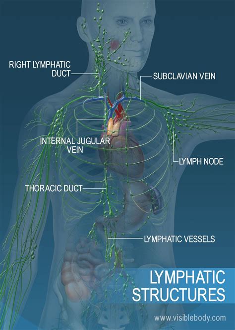 Lymph Vessels And Nodes Of Upper Limb Anatomy Intraclavicular Node My Xxx Hot Girl