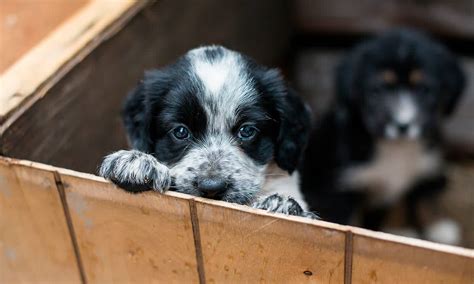 Consejos Para Perder El Miedo A Adoptar Un Perro Y Amar A Los Refugios