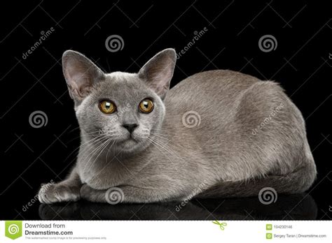 It can occur in both of the cat's eyes or just in one. Blue Burmese Cat Isolated On Black Background Stock Photo ...