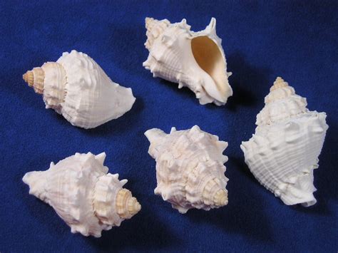 How to shell & clean conch. King Conch Shells
