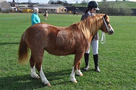 Doylan Fenella Welsh Mountain Pony Welsh Pony Horse Breeds Cob