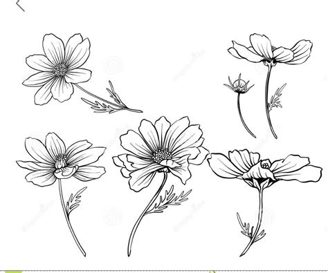Flower Drawing Tutorials Flower Line Drawings Flower Sketches Plant