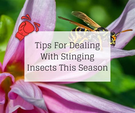 Tips For Dealing With Stinging Insects This Season Knockout Pest Control