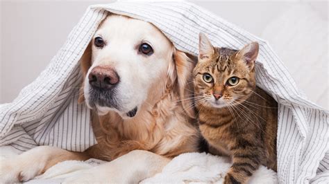 Dogs Vs Cats Survey Reveals Which Pet The Majority Of People Prefer