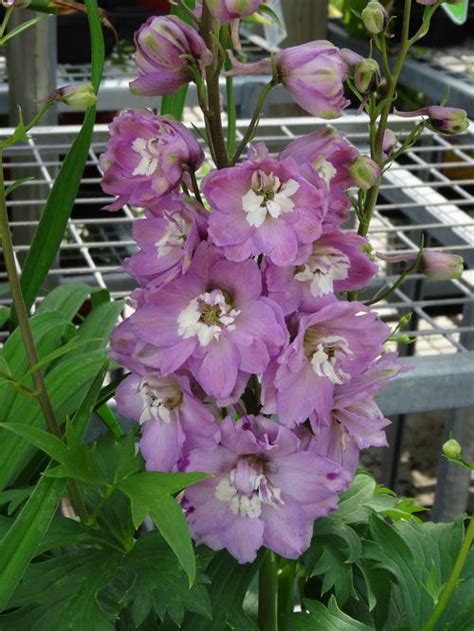 Larkspur Delphinium Magic Fountain Cherry Blossom From Growing Colors