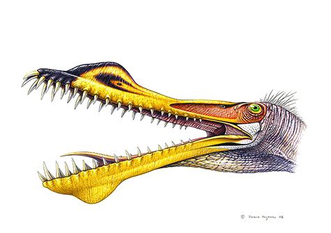 Cearadactylus is a genus of large anhanguerid pterodactyloid pterosaur from the romualdo the name refers to the brazilian state ceará, and combines this with greek daktylos, finger, a reference. Anhangueria, Anhangueridae - Dinodata.de