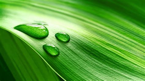 Wallpaper Water Nature Grass Green Dew Leaf Flower Drop Petal