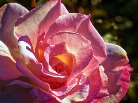 A Blooming Rosebud Of Pink Color In The Garden Stock Photo Image Of