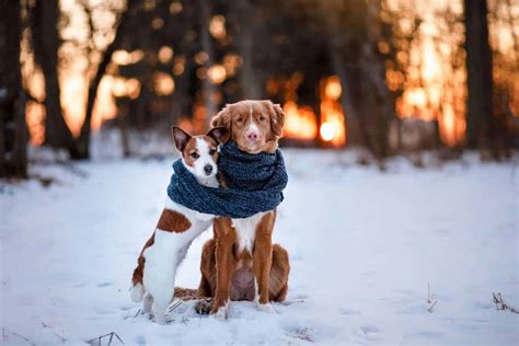 Dog Winter Safety Tips Make Sure Your Dog Gets Plenty Of Food