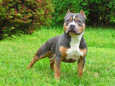 Click on links below to veiw breeds. Awesome tri-color blue-nose pit I want one of these pups ...