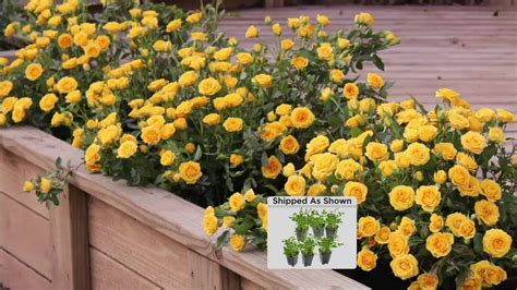 Cottage Farms Choice Of 6 Piece Groundcover Roses On Qvc