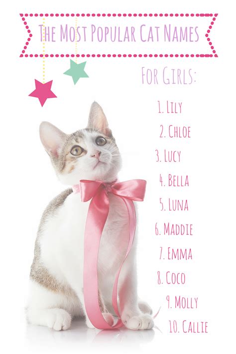 The Most Popular Cat Names In America Cute Cat Names Cat Names Girl
