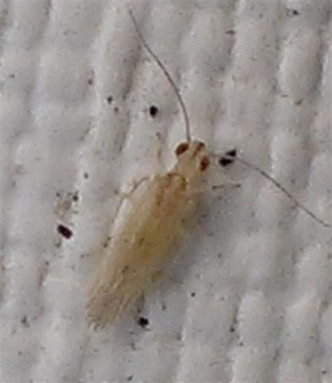 Little White Bugs Stenocaecilius Casarum Bugguide Net