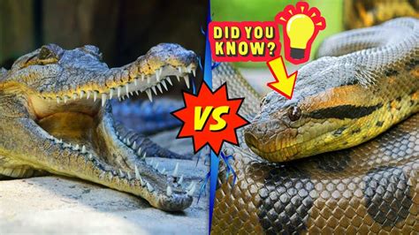 Anaconda Vs Alligator Who Would Win Youtube
