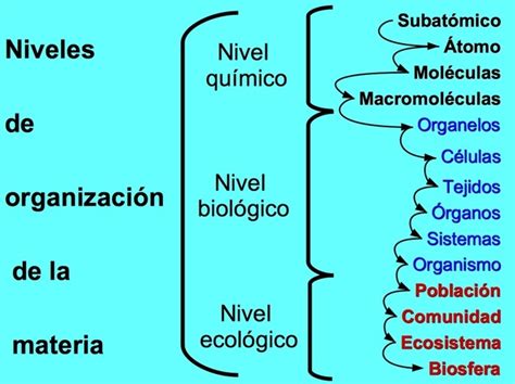 Esquema De Niveles De Organizacion Biologica Niveles De Organización