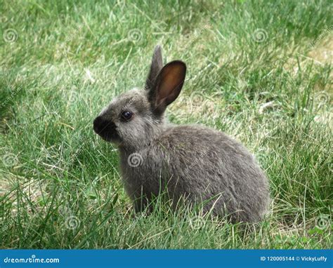Sweet Grey Baby Bunny On The Grass Jericho Beach Vancouver 2018