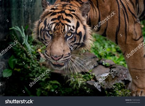 Sumatran Tiger Scary Eyes Stock Photo 723516442 Shutterstock