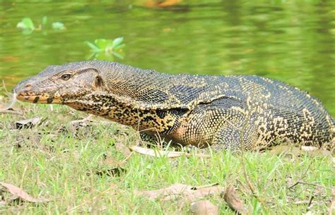 Asian Water Monitor Care And Facts What You Need To Be Aware Of
