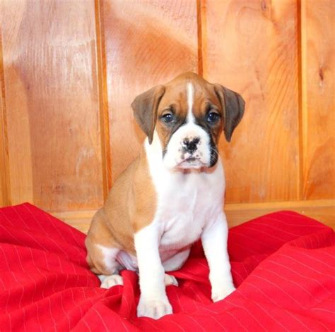 Boxer Puppies For Sale Milwaukee Wi 136995 Petzlover