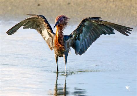 The Dance Of The Reddish Egret Walking Among Birds