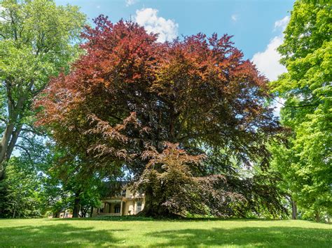 Copper Beech A Magnificent Copper Beech Tree In Marshall Flickr