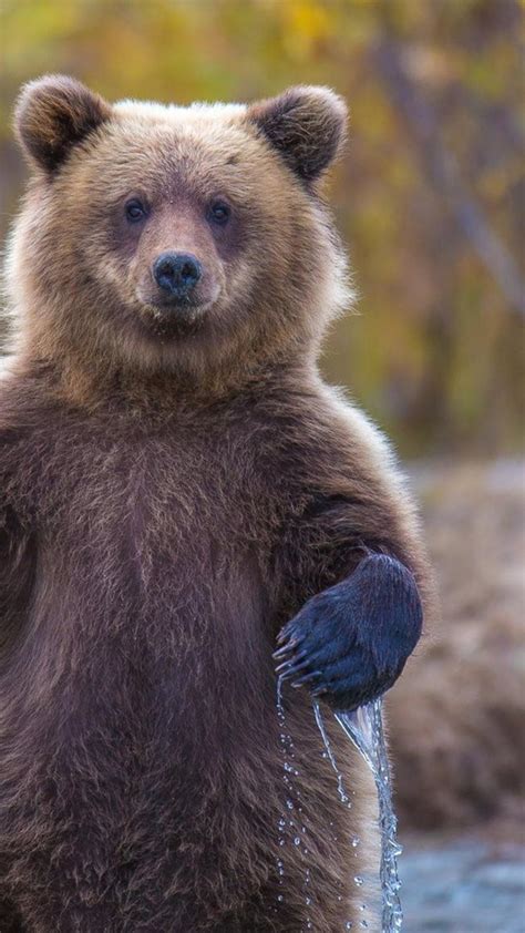 Grizzly Bear Backgrounds 63 Pictures