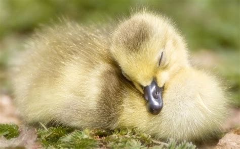 Patinho Duck Pictures Funny Animal Pictures Baby Animals Cute