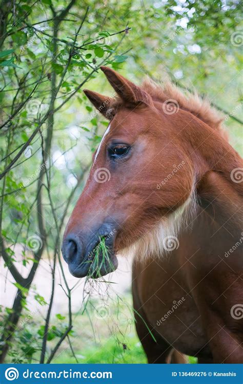 Portrait Of A Brown Horse That Is Eating And Chewing Green Grass Stock