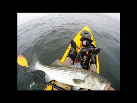 This is called a lateral line. Striped Bass Fishing with Tube and Worm using Gulp - YouTube