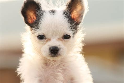 Chi Chon Chihuahua And Bichon Frise Mix Pictures Guide Info Care