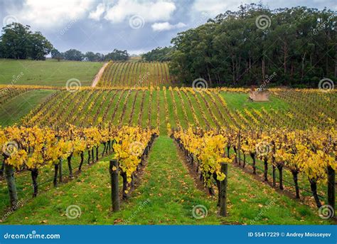 Colorful Vineyard In Autumn Stock Image Image Of Lofty Mount 55417229