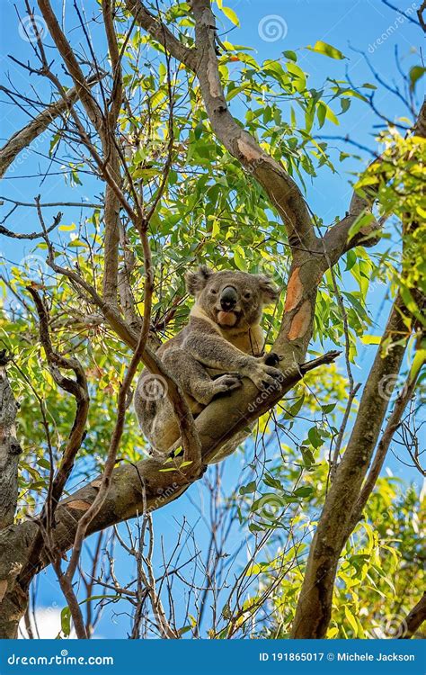 An Australian Koala Sitting In A Gum Tree Stock Image Image Of Bush