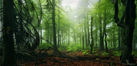 Lush Forest By Kilian Schönberger Photo 66377437 500px