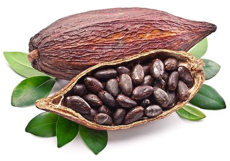 Top 10 Cocoa Producing Countries