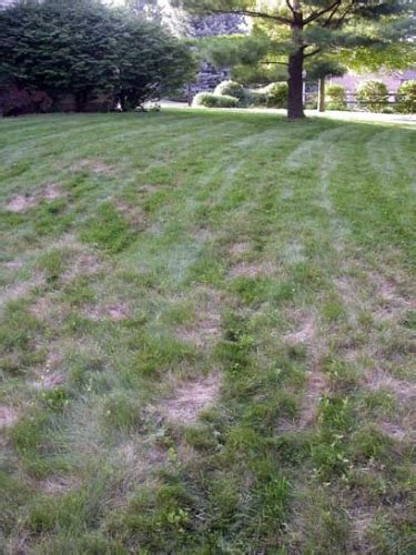 Diagnosing Chinch Bug Problems In Home Lawns Msu Extension
