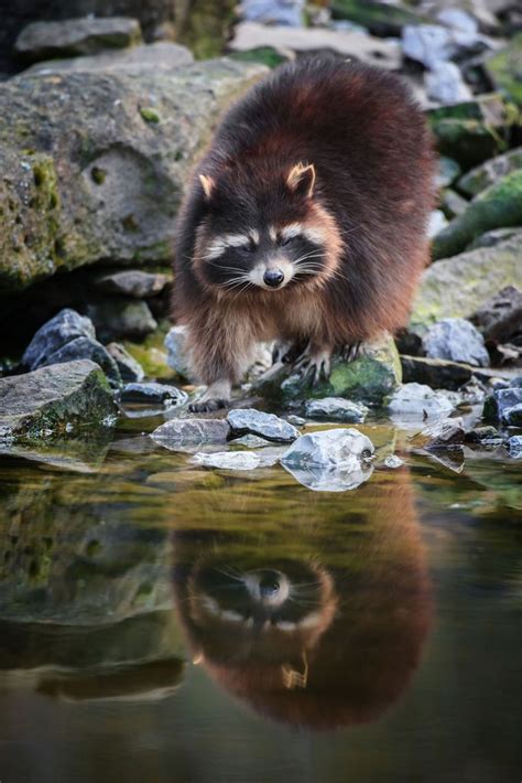 Raccoons 10 Handpicked Ideas To Discover In Animals And Pets
