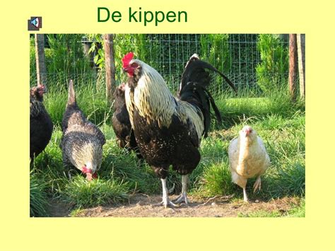 Powerpoint De Kippen