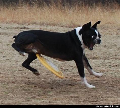 Un Coup De Frisbee Mal Placé A Dog Is About To Get Hit In The Balls