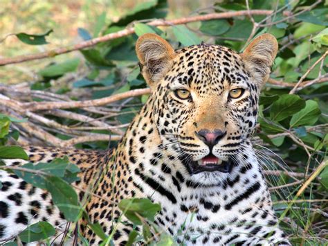 Free Images Wildlife Predator Fauna Big Cat Vertebrate Jaguar
