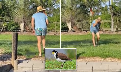 Man Gets Swooped By Aggressive Plover Bird In Queensland Daily Mail